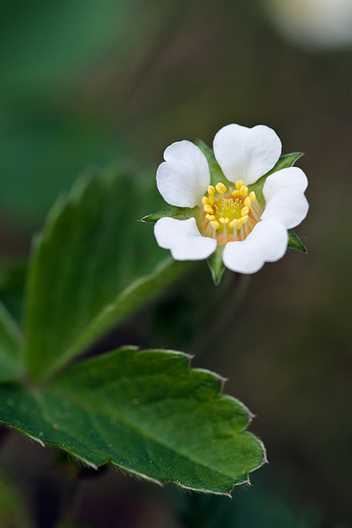 Potentilla_sterilis_LP0189_01_Lingfield