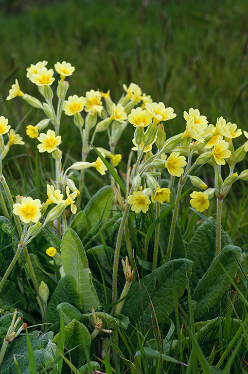 Primula_veris_LP0673_10_Loder_Valley