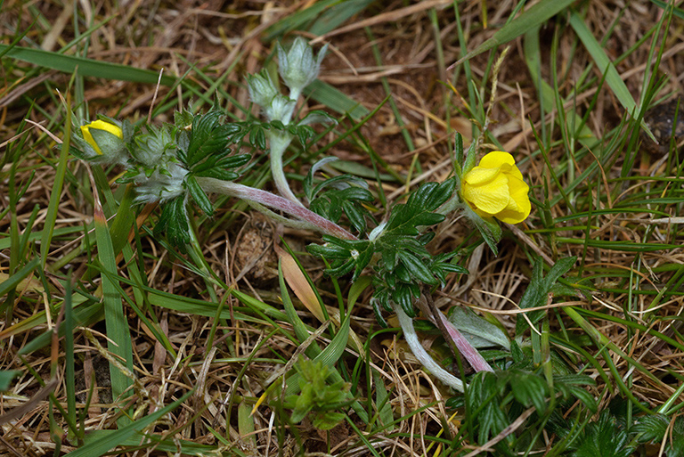 Potentilla_argentea_LP0523_33_Hampton_Estate