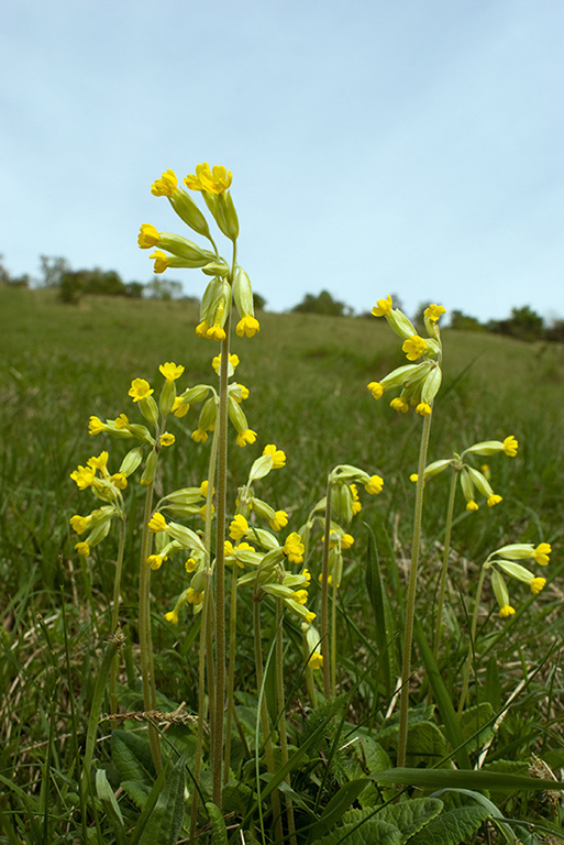 Primula_veris_LP0038_13_Box_Hill