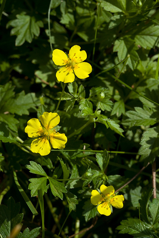 Potentilla_erecta_LP0079_46_Thundry