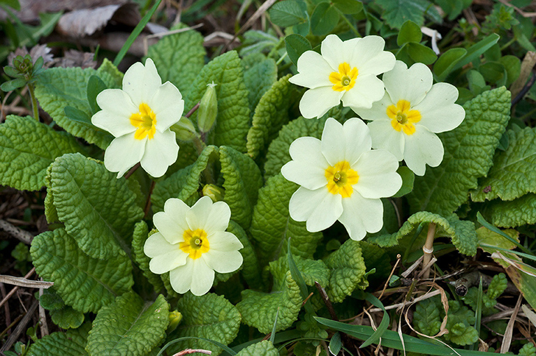 Primula_vulgaris_LP0610_27_Riddlesdown