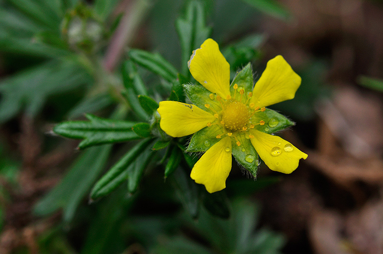 Potentilla_argentea_LP0233_60_Thursley