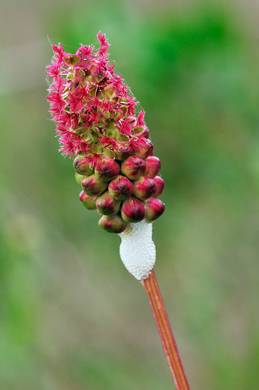 Poterium_sanguisorba_LP0402_04_Gatwick