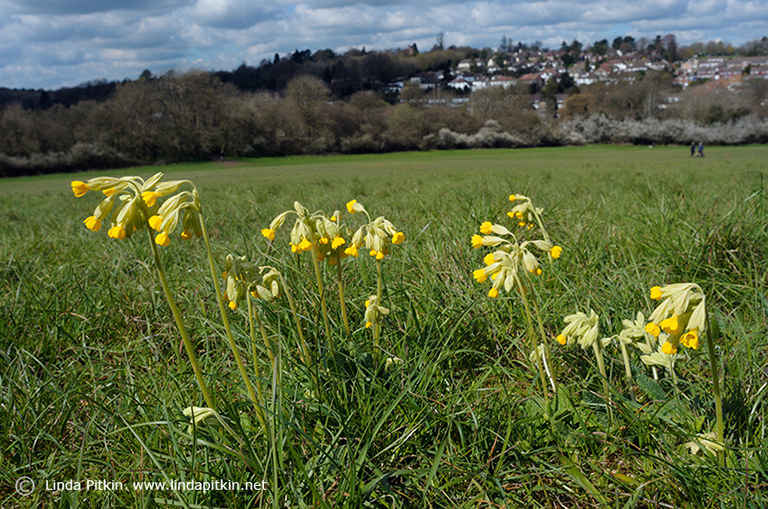 Primula_veris_LP0391_09_Selsdon