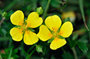 Potentilla_erecta_LP0236_02_Blindley_Heath