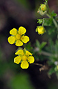 Potentilla_argentea_LP0234_25_Ham