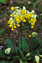 Primula_veris_LP0200_19_Buckland