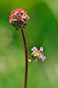 Poterium_sanguisorba_LP0405_19_Chaldon