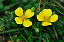 Potentilla_erecta_LP0236_01_Blindley_Heath