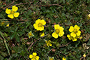 Potentilla_xmixtal_LP0151_42_Mitcham_Common