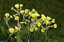 Primula_veris_LP0673_08_Loder_Valley