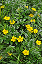 Potentilla_anserina_LP0407_25_Hurst_Park