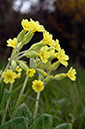 Primula_veris_LP0673_13_Loder_Valley