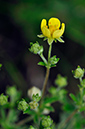 Potentilla_argentea_LP0234_31_Ham