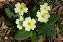 Primula_vulgaris_LP0096_01_Harewoods