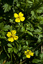 Potentilla_erecta_LP0079_46_Thundry