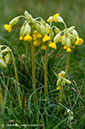 Primula_veris_LP0391_19_Selsdon