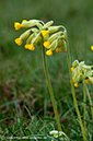 Primula_veris_LP0391_20_Selsdon