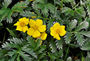 Potentilla_anserina_LP0407_27_Hurst_Park