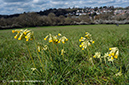 Primula_veris_LP0391_09_Selsdon