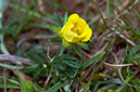 Potentilla_argentea_LP0523_28_Hampton_Estate