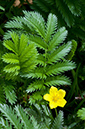 Potentilla_anserina_LP0679_21_Nutfield