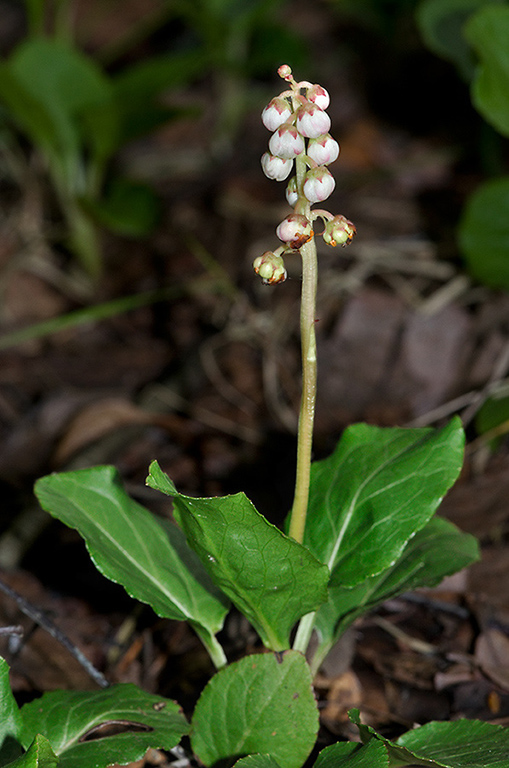 Pyrola_minor_LP0233_99_Thursley