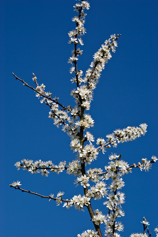 Prunus_spinosa_LP0193_17_Ham