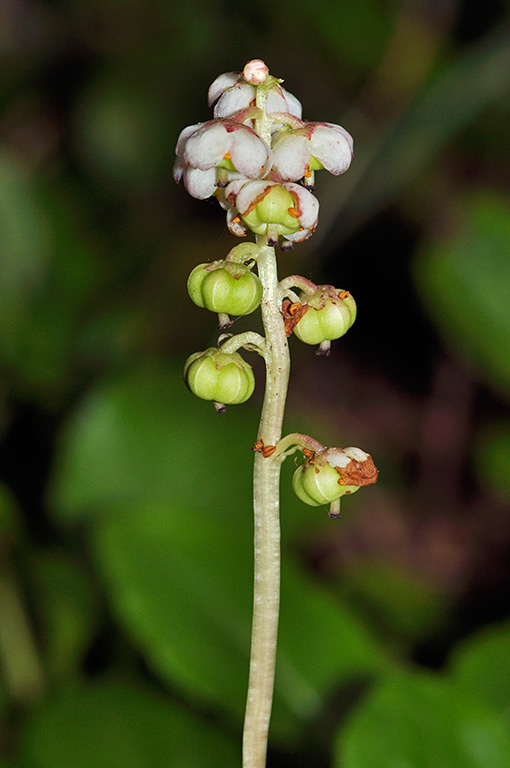 Pyrola_minor_LP0413_62_Elstead_Common