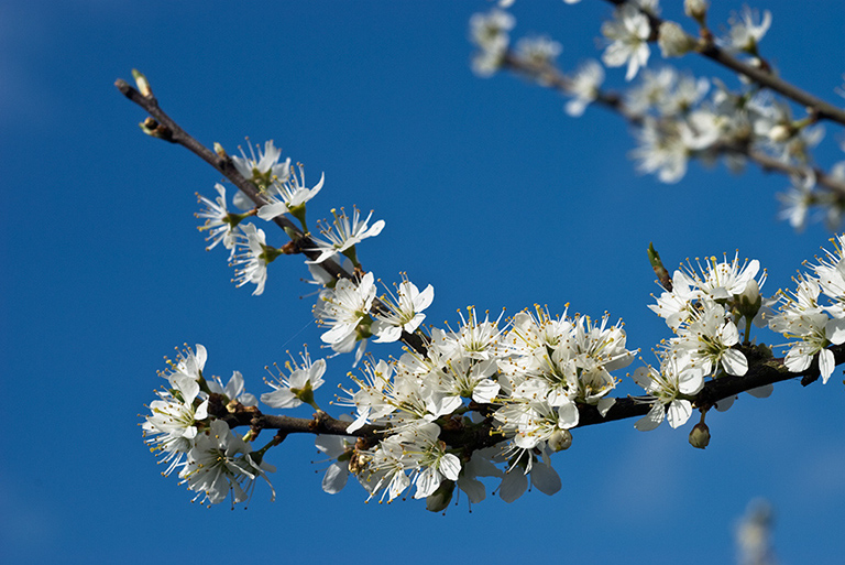 Prunus_spinosa_LP0193_21_Ham