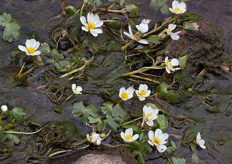 Ranunculus_aquatilis_LP0402_58_Gatwick