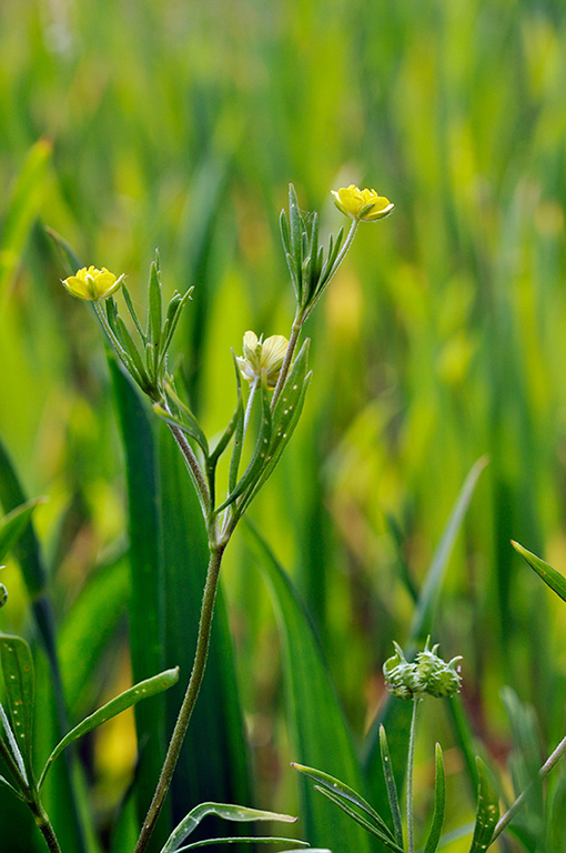 Ranunculus_arvensis_LP0242_35_Outwood