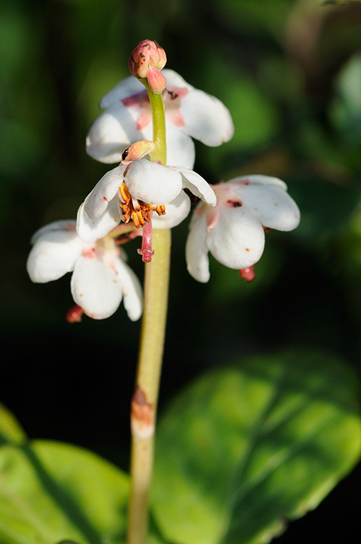 Pyrola_rrotundifolia_LP0383_53_Ash_Ranges