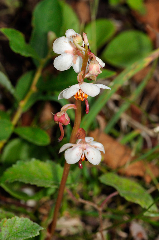 Pyrola_rrotundifolia_LP0331_27_Henley_Park