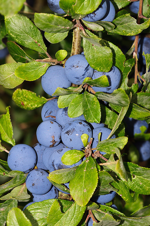 Prunus_spinosa_LP0599_05_Farleigh