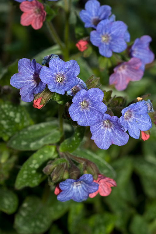 Pulmonaria_officinalis_LP0188_32_Felbridge