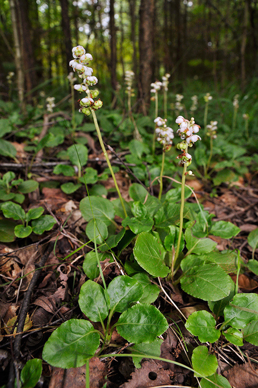 Pyrola_minor_LP0413_80_Elstead_Common