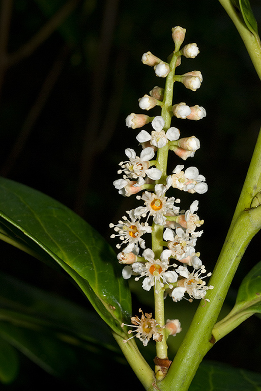 Prunus_laurocerasus_LP0110_28_Dunsfold