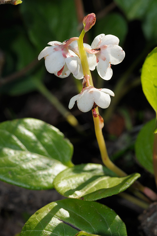 Pyrola_rrotundifolia_LP0383_50_Ash_Ranges