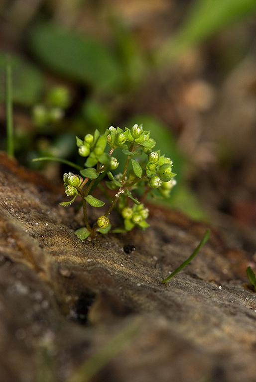 Radiola_linoides_LP0172_38_Henley_Park