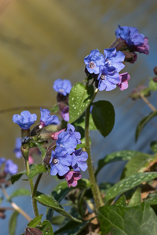 Pulmonaria_officinalis_LP0095_04_Guildford_