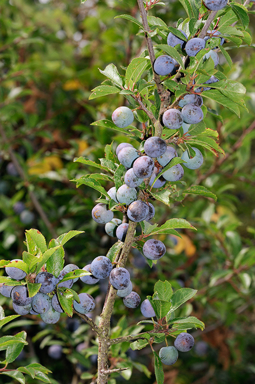 Prunus_spinosa_LP0381_74_Haxted