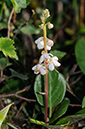 Pyrola_rrotundifolia_LP0383_46_Ash_Ranges