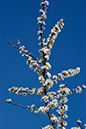 Prunus_spinosa_LP0193_17_Ham