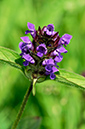 Prunella_vulgaris_LP0317_076_Hampton_Court