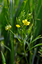 Ranunculus_arvensis_LP0242_29_Outwood