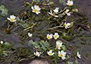 Ranunculus_aquatilis_LP0402_58_Gatwick