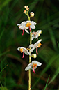 Pyrola_rotundifolia_LP0274_29_Riddlesdown