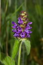 Prunella_vulgaris_LP0059_66_Andrews_Wood